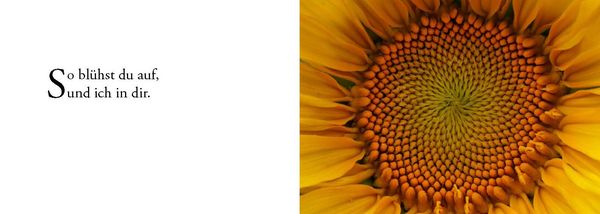 Produktbild: Die Sonne sucht dich &ndash; Das Foto-Meditationsbuch f&uuml;r eine gute Schwangerschaft und Geburt