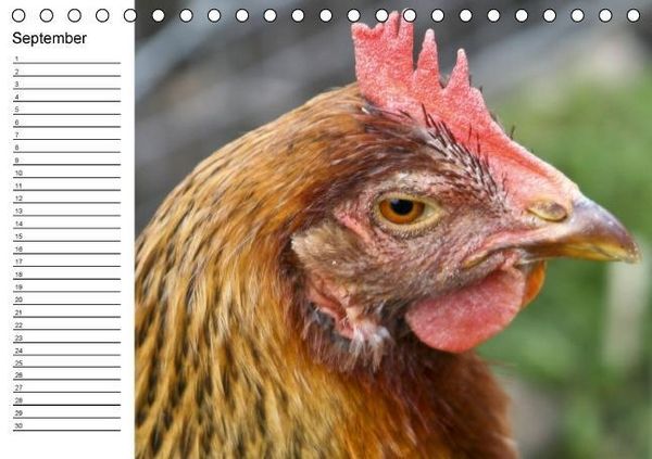 Produktbild: H&uuml;hner / Geburtstagskalender (Tischkalender immerw&auml;hrend DIN A5 quer)