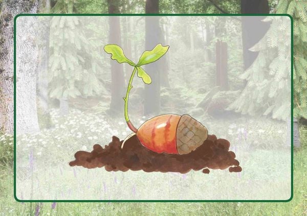 Produktbild: Raus in den Wald!