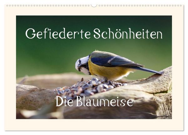 Produktbild: Gefiederte Sch&ouml;nheiten - Die Blaumeise (Wandkalender 2026 DIN A2 quer), CALVENDO Monatskalender