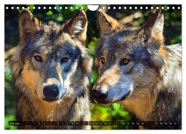 Produktbild: Begegnung mit dem Wolf (Wandkalender 2026 DIN A4 quer), CALVENDO Monatskalender