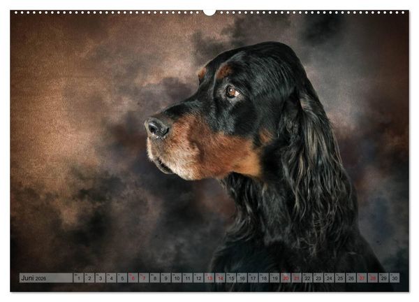 Produktbild: Jagdhunde im Portrait (Wandkalender 2026 DIN A2 quer), CALVENDO Monatskalender