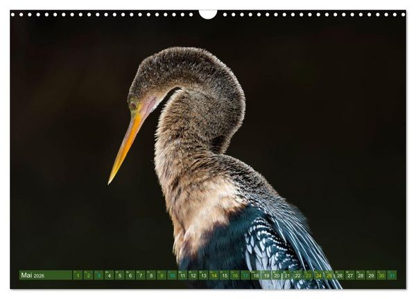 Produktbild: Waldstorch und Anhinga (Wandkalender 2026 DIN A3 quer), CALVENDO Monatskalender