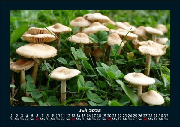 Produktbild: Pilzkalender 2025 Fotokalender DIN A5