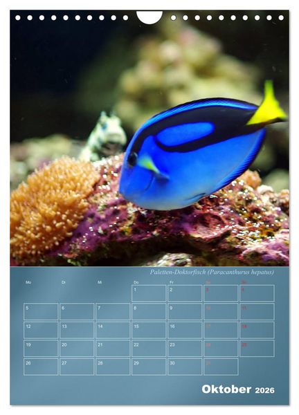 Produktbild: Bunte Riffbewohner - Fische, Anemonen und noch viel mehr (Wandkalender 2026 DIN A4 hoch), CALVENDO Monatskalender
