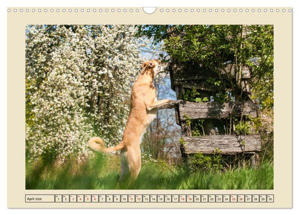Produktbild: Mit dem Windhund unterwegs im zauberhaften Bergischen Land (Wandkalender 2026 DIN A3 quer), CALVENDO Monatskalender