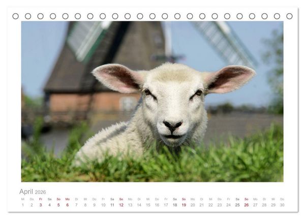 Produktbild: Nordsee Schafe (Tischkalender 2026 DIN A5 quer), CALVENDO Monatskalender