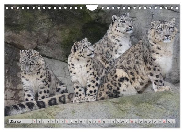 Produktbild: Schneeleoparden. Perfekte Raubkatzen-Sch&ouml;nheiten (Wandkalender 2026 DIN A4 quer), CALVENDO Monatskalender