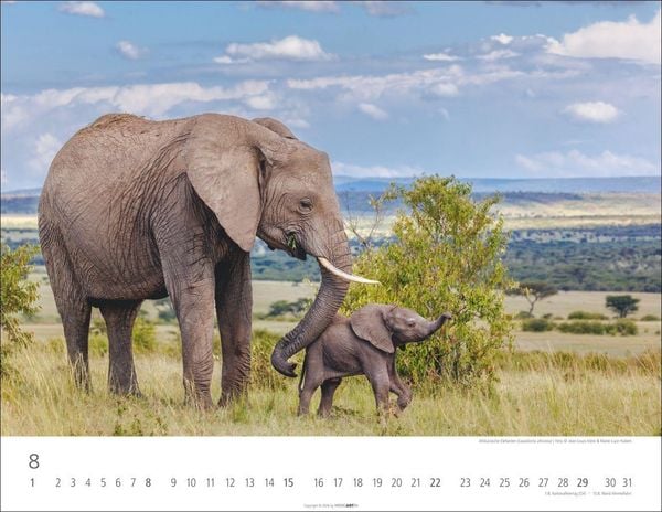 Produktbild: Elefantenbabys Kalender 2027