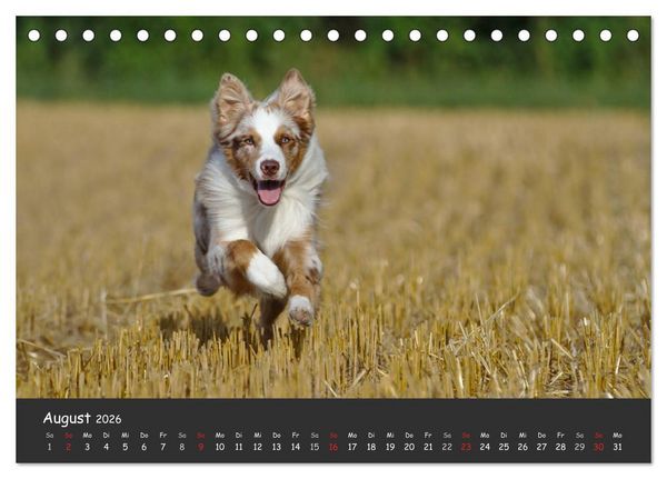 Produktbild: Australian Shepherd - Augenblicke (Tischkalender 2026 DIN A5 quer), CALVENDO Monatskalender