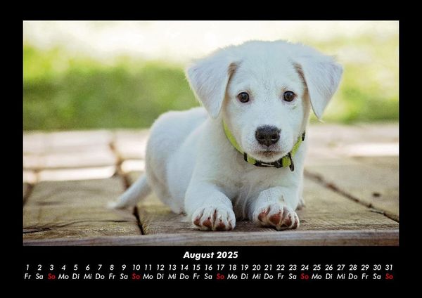 Produktbild: Hundezauber 2025 Fotokalender DIN A3