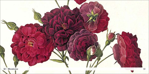 Produktbild: Historische Blumenbilder &ndash; Book To Go