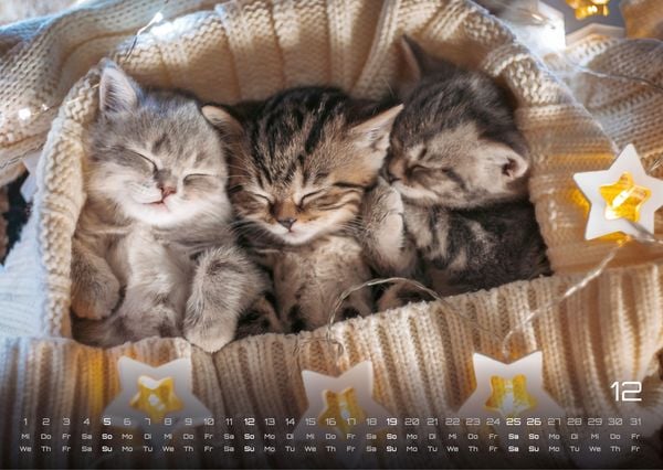 Produktbild: Miau Kids - kleine Tiger ganz gro&szlig; - Der Katzenkalender - 2027 - Kalender DIN A3
