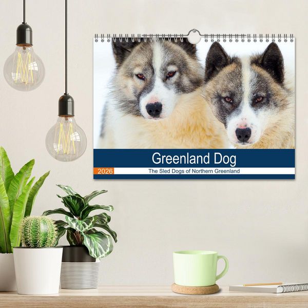 Produktbild: Greenland Dog - The Sled Dogs of Northern Greenland (Wall Calendar 2026 DIN A4 landscape), CALVENDO 12 Month Wall Calendar