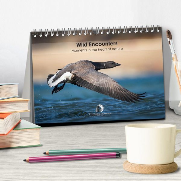 Produktbild: Wild encounters &ndash; Moments in the heart of nature (Desk Calendar 2026 DIN A5 landscape), CALVENDO 12 Month DeskCalendar