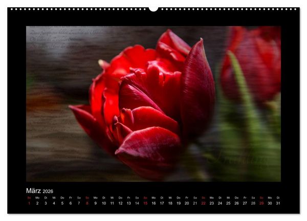 Produktbild: Rot (hochwertiger Premium Wandkalender 2026 DIN A2 quer), Kunstdruck in Hochglanz