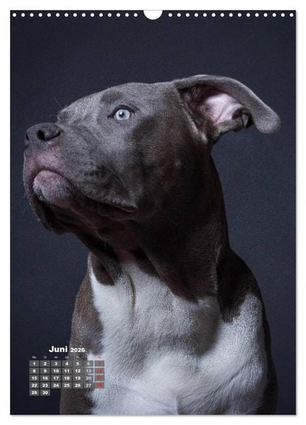 Produktbild: Treue Wegbegleiter, Hunde im Portrait. (Wandkalender 2026 DIN A3 hoch), CALVENDO Monatskalender