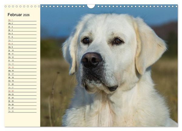Produktbild: Das Gl&uuml;ck hat einen Namen - Golden Retriever (Wandkalender 2026 DIN A3 quer), CALVENDO Monatskalender