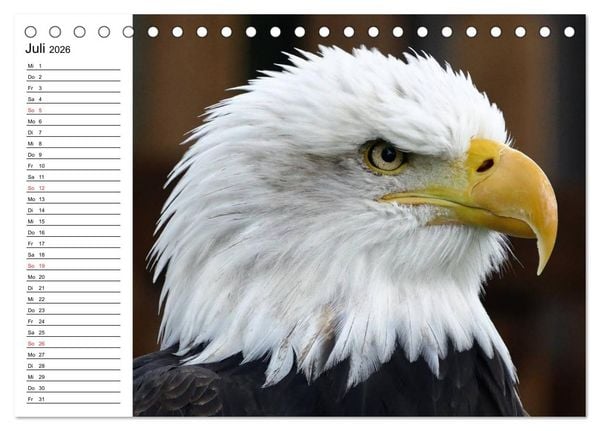 Produktbild: Wei&szlig;kopfseeadler. Symbol der Freiheit (Tischkalender 2026 DIN A5 quer), CALVENDO Monatskalender