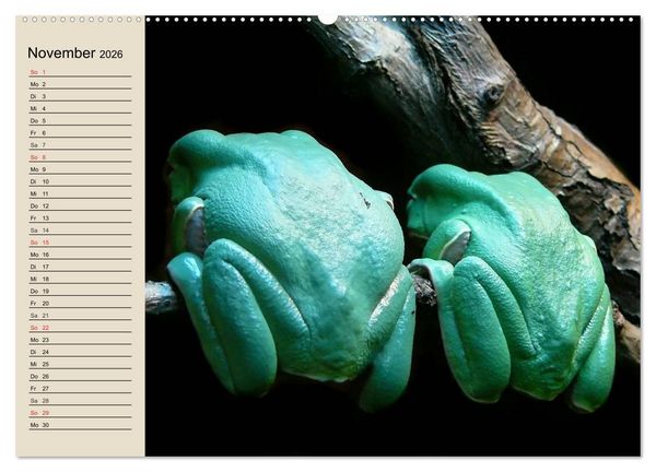 Produktbild: Regenwald. Tiere im Dschungel (hochwertiger Premium Wandkalender 2026 DIN A2 quer), Kunstdruck in Hochglanz