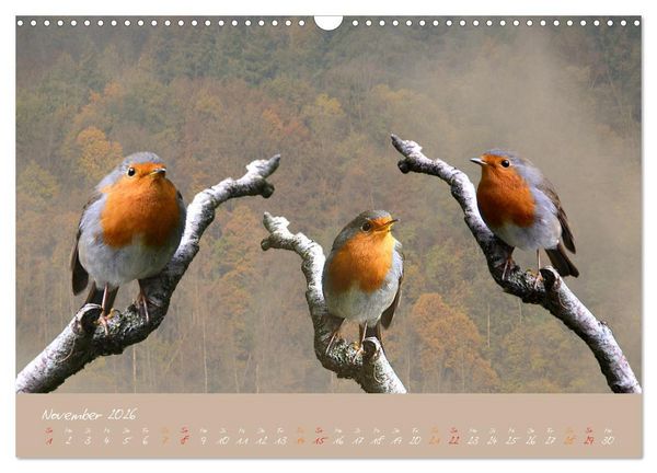 Produktbild: Das Rotkehlchen singt uns ein Lied (Wandkalender 2026 DIN A3 quer), CALVENDO Monatskalender