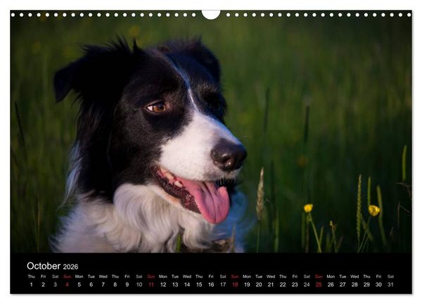 Produktbild: Beauty of a Border Collie (Wall Calendar 2026 DIN A3 landscape), CALVENDO 12 Month Wall Calendar
