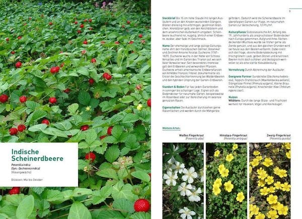 Produktbild: Kletterpflanzen und Bodendecker