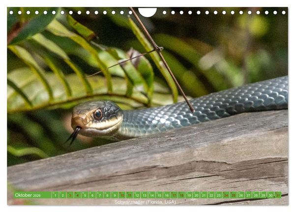 Produktbild: Reptilien wild und sch&ouml;n (Wandkalender 2026 DIN A4 quer), CALVENDO Monatskalender