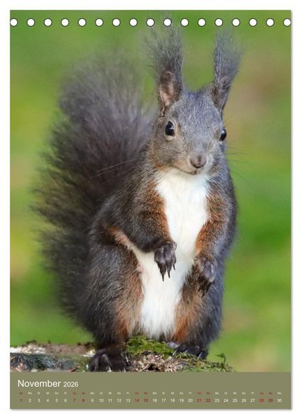 Produktbild: Eichh&ouml;rnchen - zauberhafte Waldbewohner (Tischkalender 2026 DIN A5 hoch), CALVENDO Monatskalender