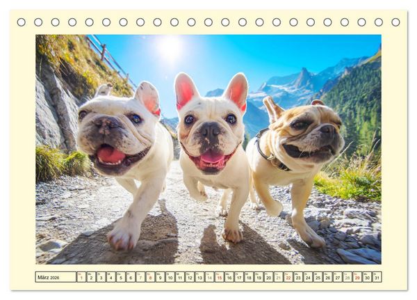 Produktbild: Fledermaus Alarm. Franz&ouml;siche Bulldoggen in der Natur (Tischkalender 2026 DIN A5 quer), CALVENDO Monatskalender