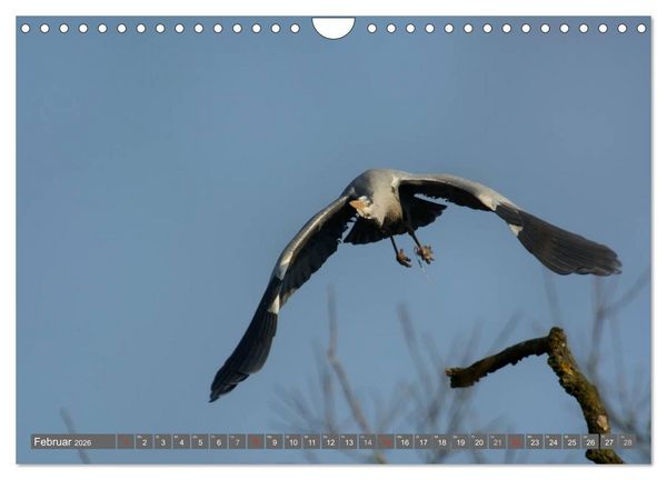 Produktbild: INNE BOTANIK - V&ouml;gel im Ruhrpott (Wandkalender 2026 DIN A4 quer), CALVENDO Monatskalender