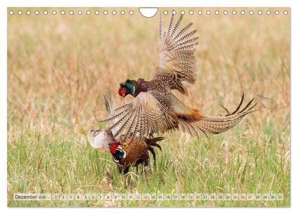 Produktbild: Emotionale Momente: Der Jagdfasan. (Wandkalender 2026 DIN A4 quer), CALVENDO Monatskalender
