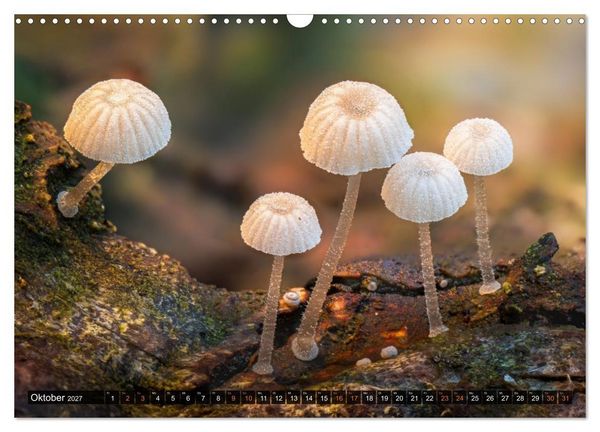 Produktbild: Kunstgalerie Wald - die verborgene Welt der Pilze (Wandkalender 2027 DIN A3 quer), CALVENDO Monatskalender