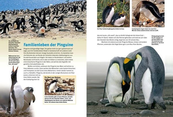 Produktbild: Entdecke die Pinguine