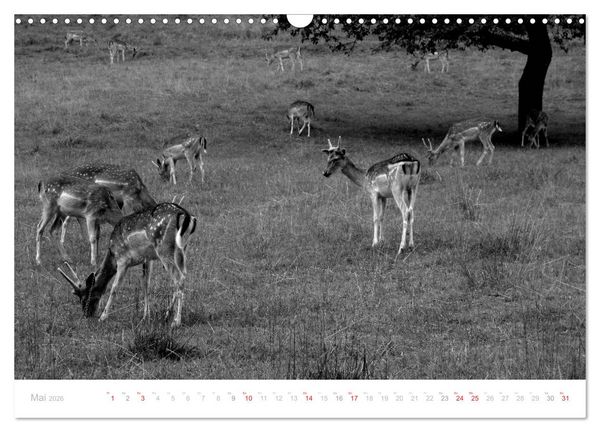 Produktbild: Mystischer Schwarzwald (Wandkalender 2026 DIN A3 quer), CALVENDO Monatskalender