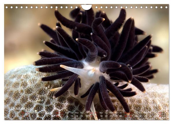 Produktbild: Diving in Indonesia - BEAUTIFUL NUDIBRANCHS (Wall Calendar 2026 DIN A4 landscape), CALVENDO 12 Month Wall Calendar