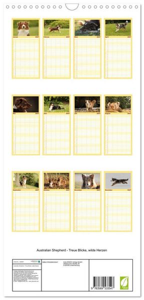 Produktbild: Familienplaner 2027 - Australian Shepherd - Treue Blicke, wilde Herzen mit 5 Spalten (Wandkalender, 21 x 45 cm) CALVENDO