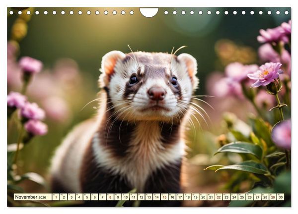 Produktbild: Die Familie der Marder (Wandkalender 2026 DIN A4 quer), CALVENDO Monatskalender