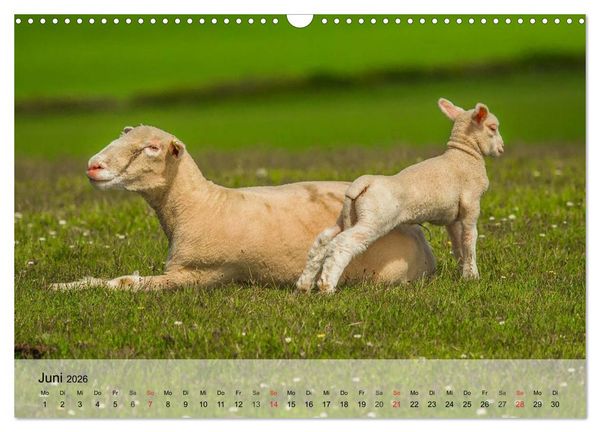 Produktbild: Schafe z&auml;hlen leicht gemacht! (Wandkalender 2026 DIN A3 quer), CALVENDO Monatskalender