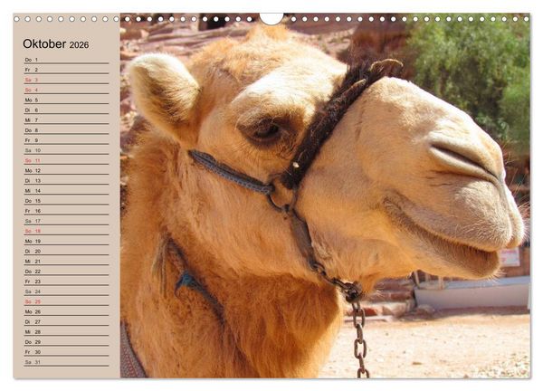 Produktbild: Kamele. Dromedar und Trampeltier (Wandkalender 2026 DIN A3 quer), CALVENDO Monatskalender