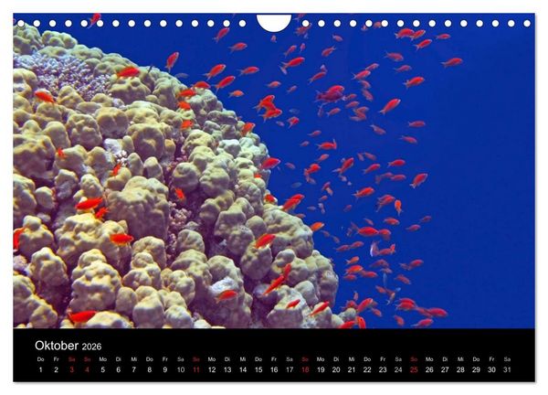 Produktbild: Meeres Sch&ouml;nheiten (Wandkalender 2026 DIN A4 quer), CALVENDO Monatskalender