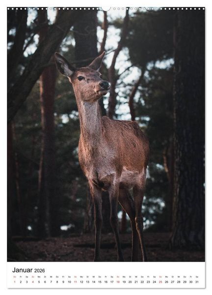 Produktbild: Wilde Nachbarn: Rotwild (hochwertiger Premium Wandkalender 2026 DIN A2 hoch), Kunstdruck in Hochglanz