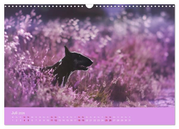 Produktbild: Fantastische Bullterrier - Sieger im Herzen (Wandkalender 2026 DIN A3 quer), CALVENDO Monatskalender
