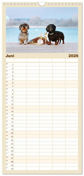 Produktbild: Familienplaner 2026 - Der Dackel mit 5 Spalten (Wandkalender, 21 x 45 cm) CALVENDO
