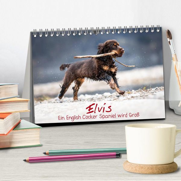 Produktbild: Elvis ein Engl. Cocker Spaniel wird Gro&szlig; (Tischkalender 2026 DIN A5 quer), CALVENDO Monatskalender