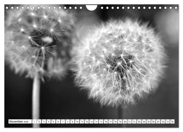 Produktbild: Pusteblumenzauber in schwarzwei&szlig; (Wandkalender 2026 DIN A4 quer), CALVENDO Monatskalender