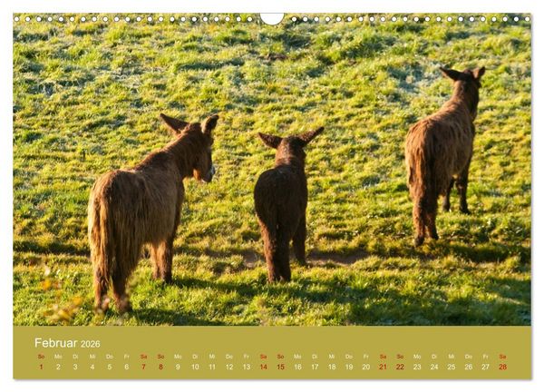 Produktbild: Baudet de Poitou - Seltene franz&ouml;sische Langohren (Wandkalender 2026 DIN A3 quer), CALVENDO Monatskalender