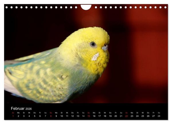 Produktbild: Wellensittiche - Naturkalender (Wandkalender 2026 DIN A4 quer), CALVENDO Monatskalender