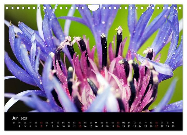 Produktbild: Blumige Farben (Wandkalender 2027 DIN A4 quer), CALVENDO Monatskalender