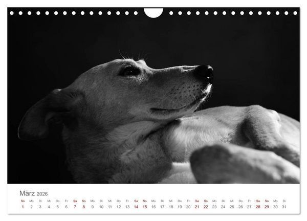 Produktbild: Hundeportraits Fine Art (Wandkalender 2026 DIN A4 quer), CALVENDO Monatskalender